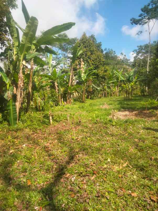 kebun jeruk di taro tegallalang bali view jungle