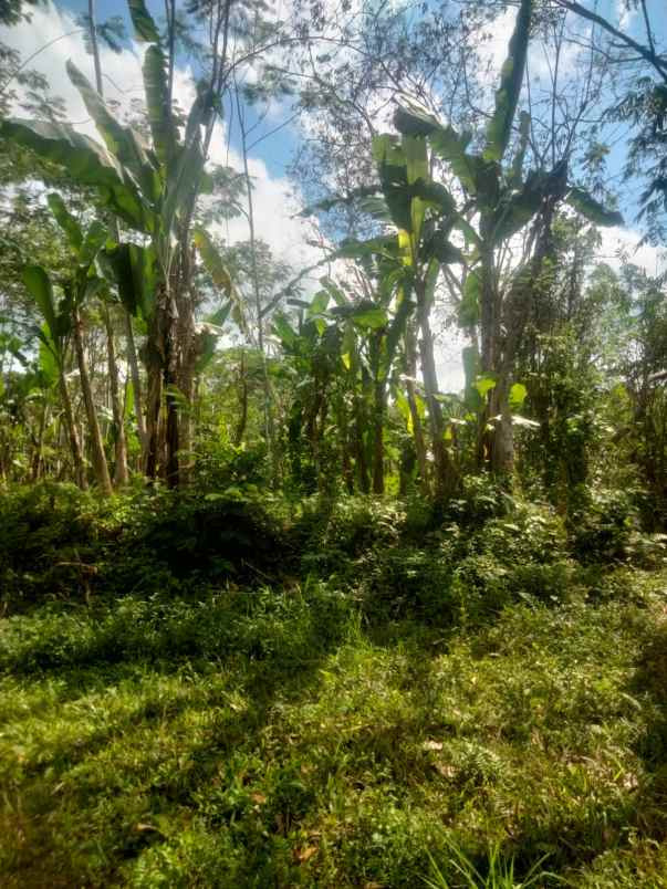 kebun jeruk di taro tegallalang bali view jungle