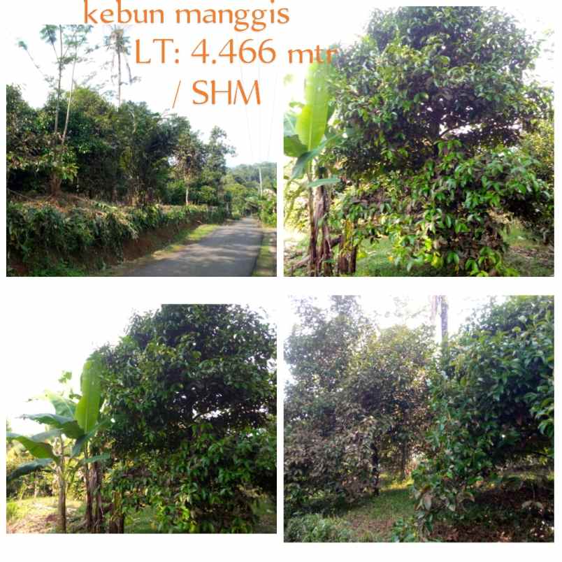 kebun manggis daerah subang jawa barat