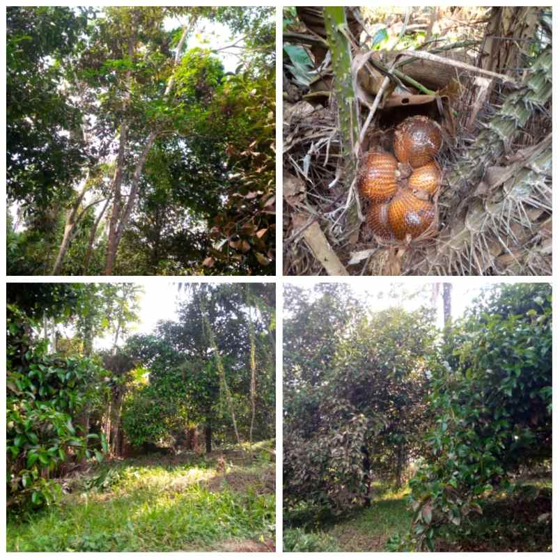 kebun manggis daerah subang jawa barat