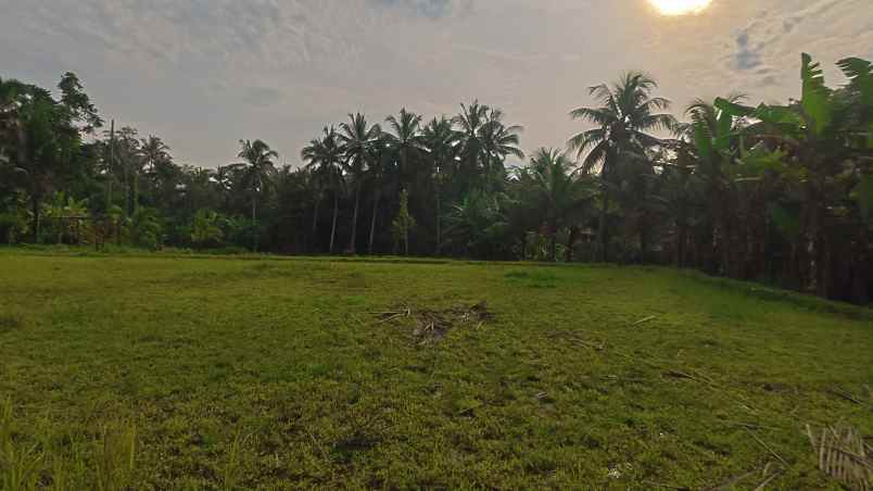kesempatan langka di ubud