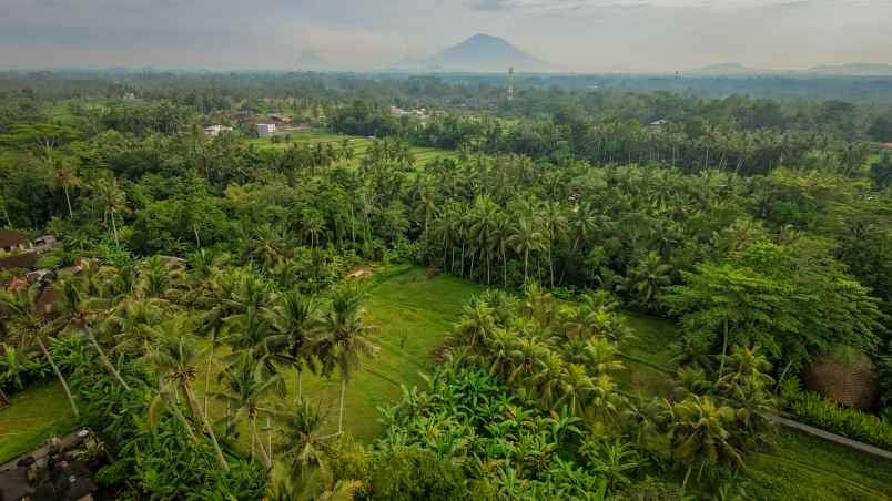 kesempatan langka di ubud