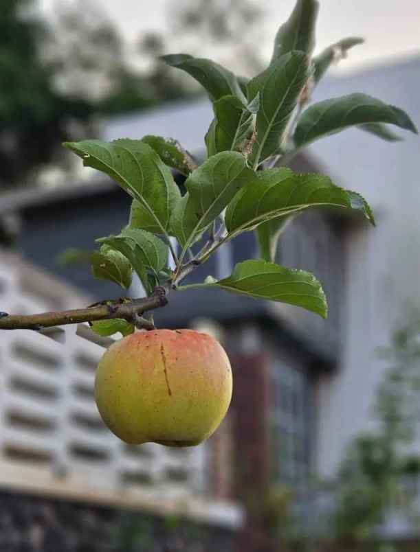 rumah dan kebun di kota batu dengan tanah luas