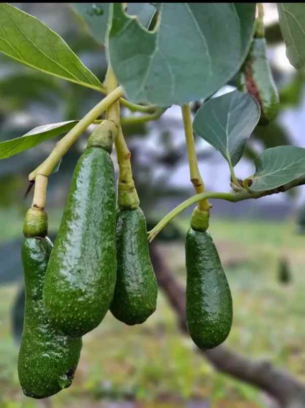 rumah dan kebun di kota batu dengan tanah luas