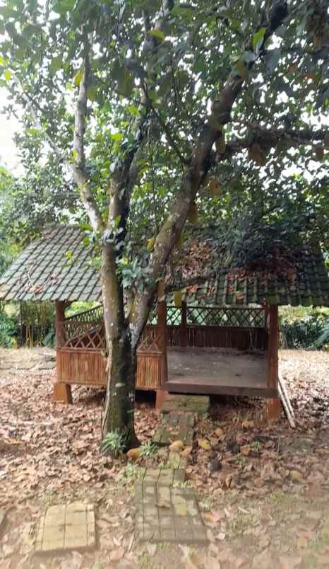 tanah kebun dijual cepat