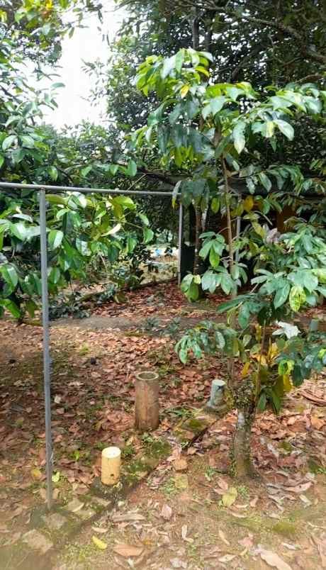 tanah kebun dijual cepat