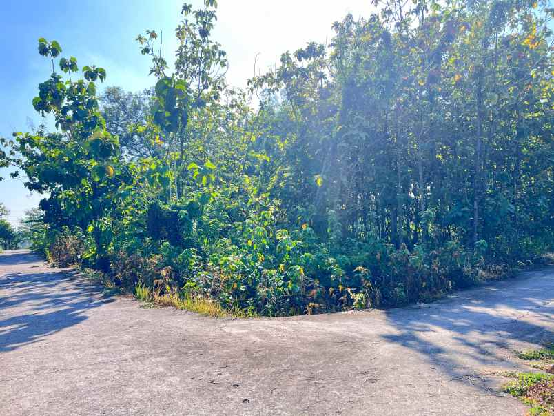 tanah kebun jati 944m dekat sman 1 plupuh sragen