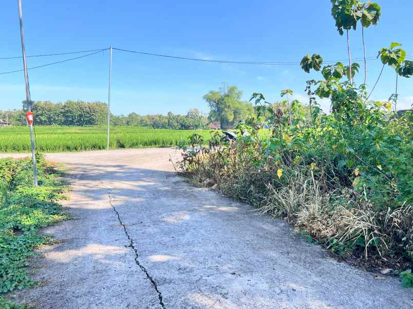 tanah kebun jati 944m dekat sman 1 plupuh sragen