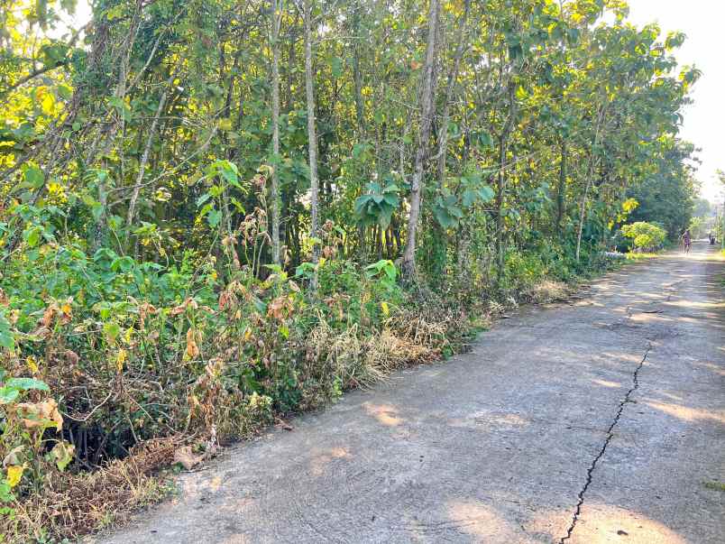 tanah kebun jati 944m dekat sman 1 plupuh sragen