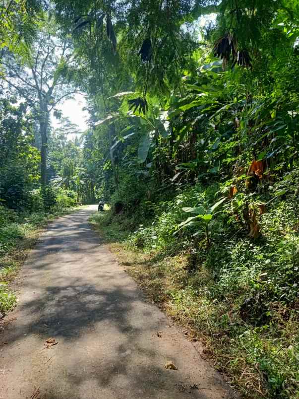 tanah kebun subur dan strategis