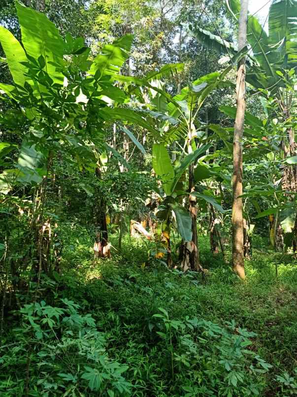 tanah kebun subur dan strategis