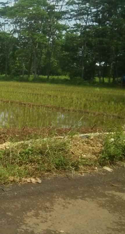 tanah sawah produktiv dan subur