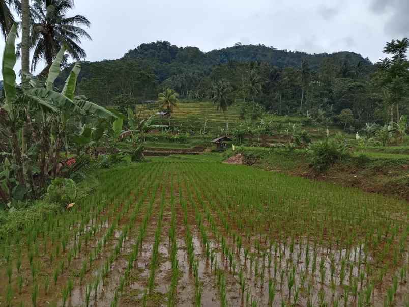 tanah subur air view pegunungan subang