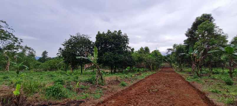 tanah tanjungsari kab bogor