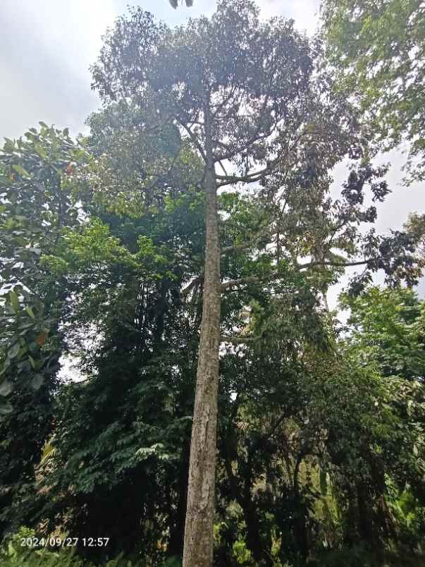 tanah view gunung dan lembah di selemadeg tabanan bali