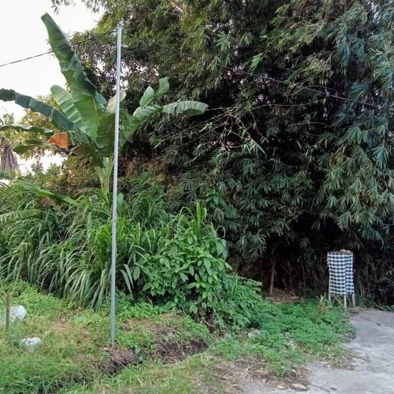 dijual 1 59 are jl subak belaki celuk sukawati gianyar