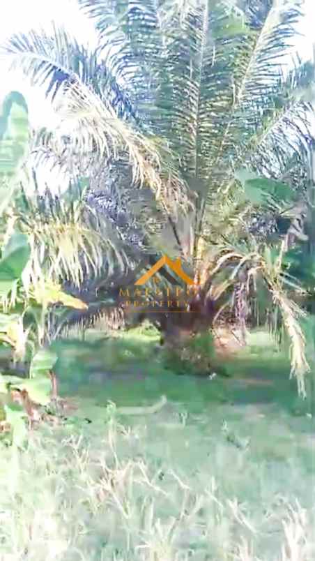 dijual kebun sawit daerah gohor lama langkat