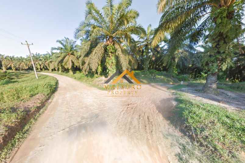 dijual kebun sawit daerah gohor lama langkat