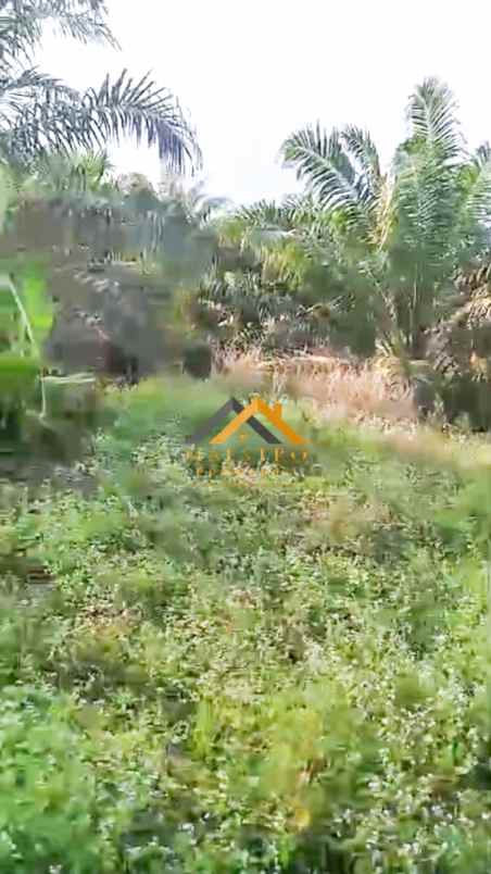 dijual kebun sawit daerah gohor lama langkat