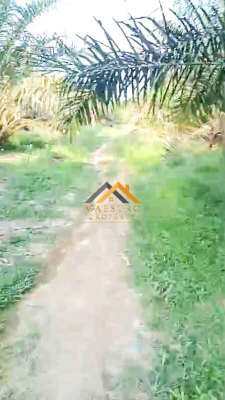 dijual kebun sawit daerah gohor lama langkat