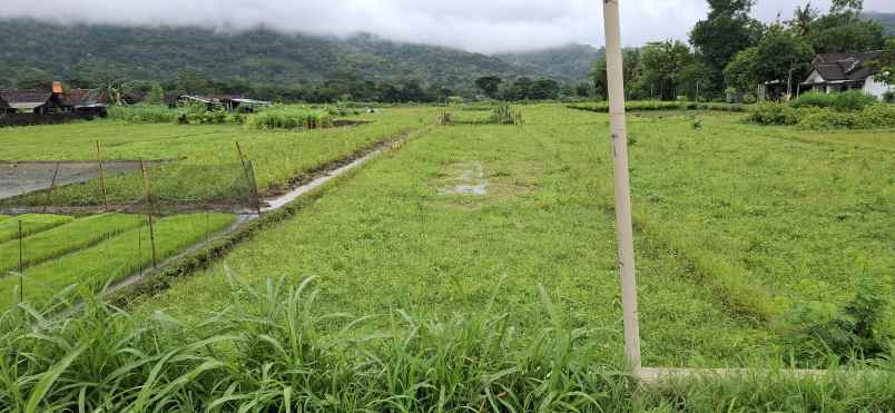 dijual sawah view cantik di prambanan