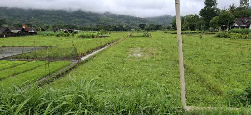 dijual sawah view cantik di prambanan