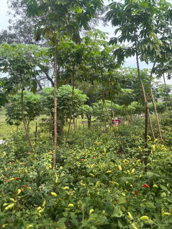 dijual tanah banyuresmi garut jawa barat