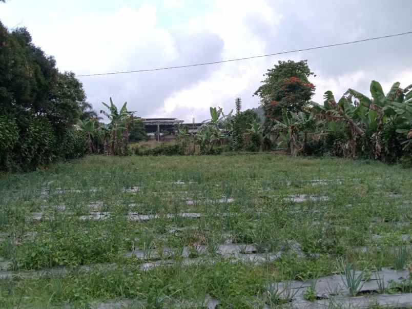 dijual tanah desa palasari kecamatan