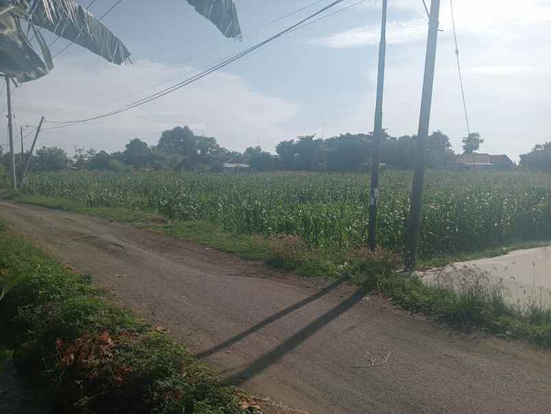 dijual tanah desa tegal rejo