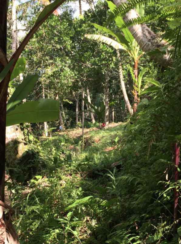 dijual tanah di tegalalang ubud bali