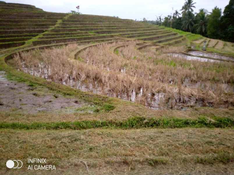 dijual tanah dijual tanah di desa