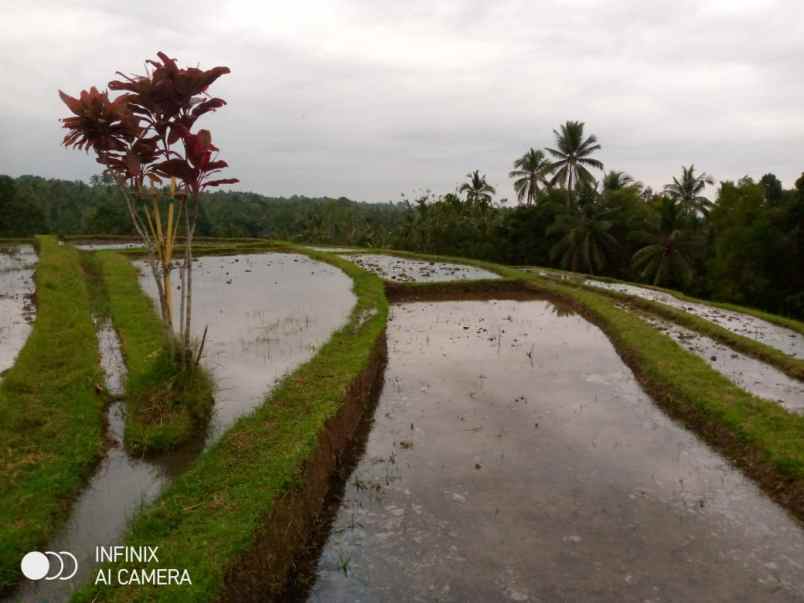 dijual tanah dijual tanah di desa