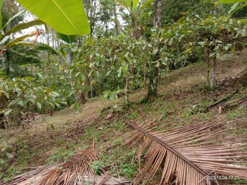 dijual tanah dijual tanah kebun kopi di