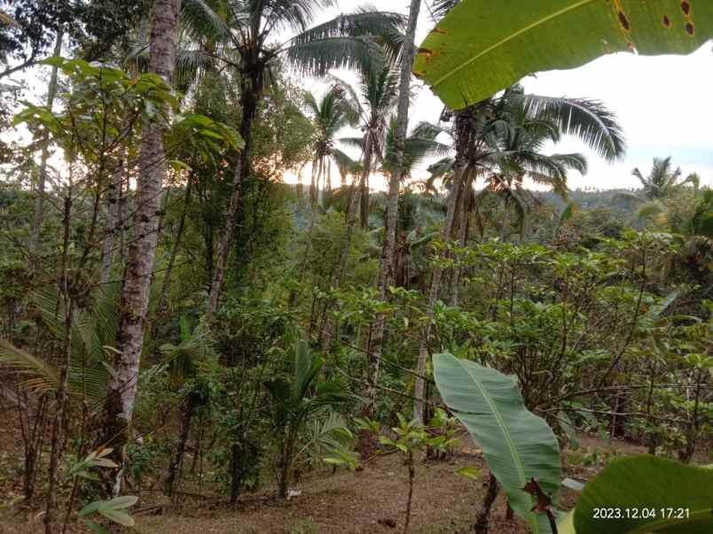 dijual tanah dijual tanah kebun kopi di