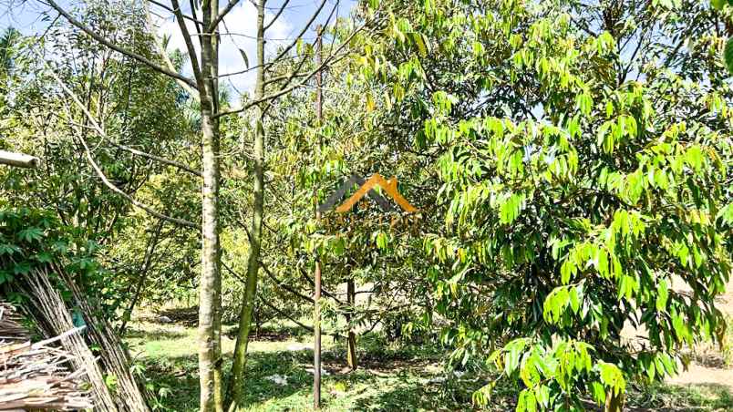 dijual tanah kebun buah daerah talun