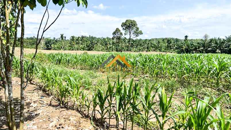 dijual tanah kebun buah daerah talun