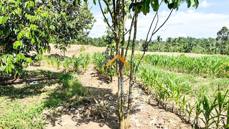 dijual tanah kebun buah daerah talun