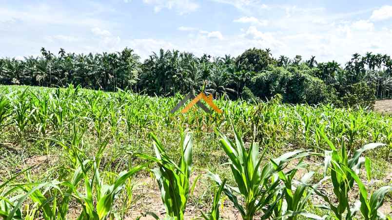 dijual tanah kebun buah daerah talun