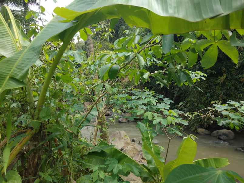 dijual tanah mandirancan kab kuningan