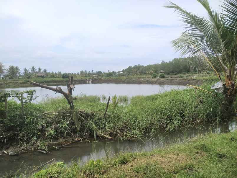 dijual tanah melaya jembrana bali