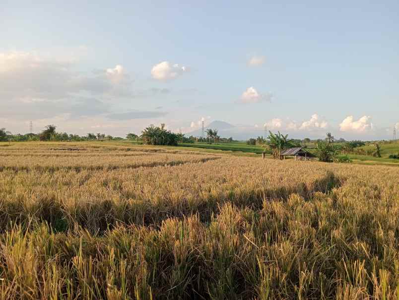 dijual tanah sawah full view murah tempat strategis