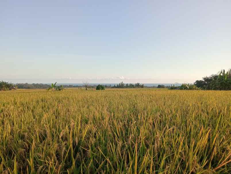 dijual tanah sawah full view murah tempat strategis