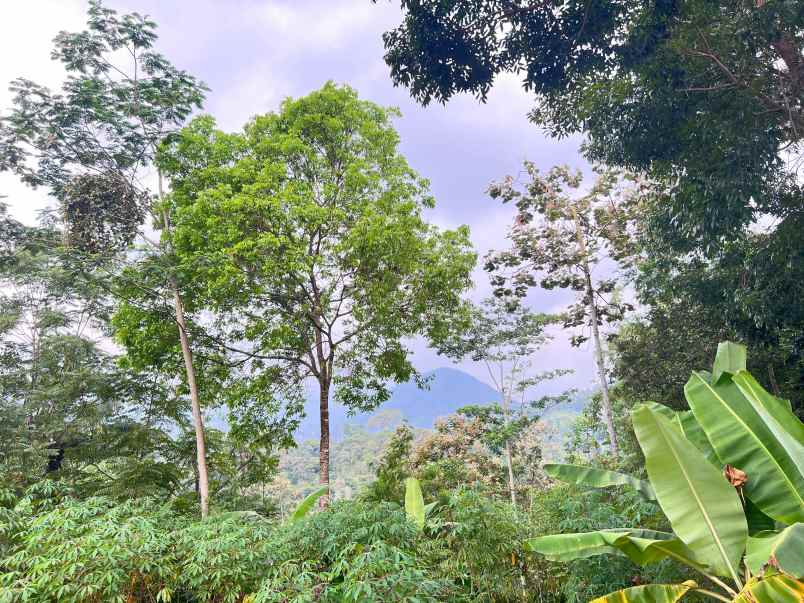 dijual tanah tawangmangu