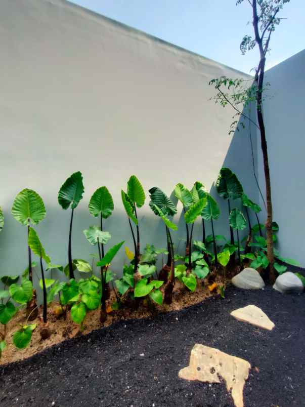 eastern spring new cluster