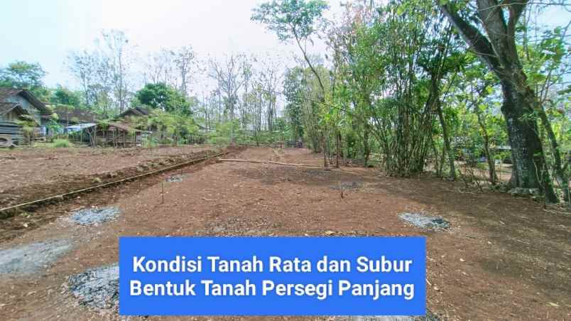 jual tanah murah di bejiharjo karangmojo gunungkidul