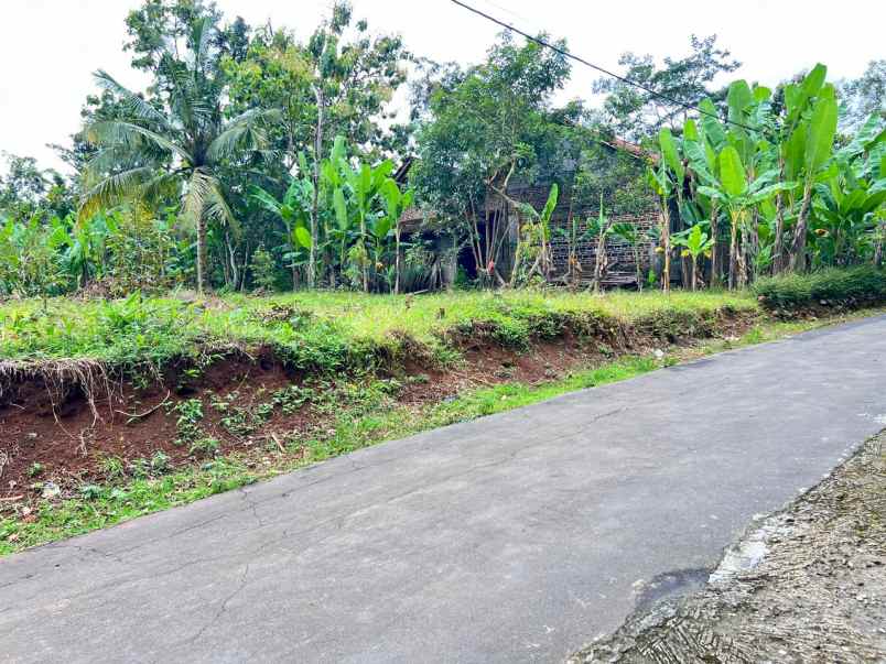 kebun durian 700m 250juta kerjo karanganyar