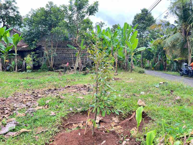 kebun durian 700m 250juta kerjo karanganyar