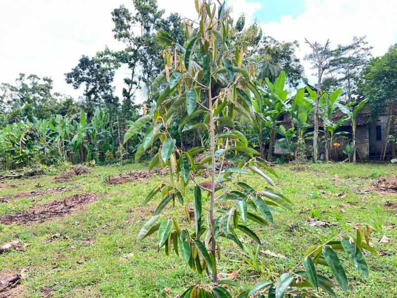 kebun durian 700m 250juta kerjo karanganyar