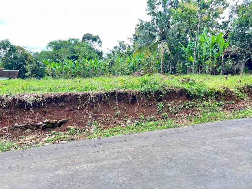 kebun durian 700m 250juta kerjo karanganyar