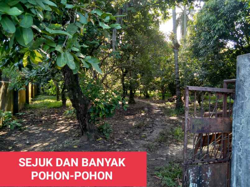 lahan cikeusik pinggir jalan raya nasional lll